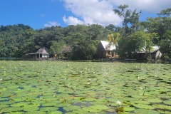 Plavba do Livingstonu, lekníny