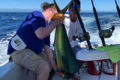 Čerstvě vytažená Mahi mahi