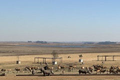 Minizoo u benzínky Alzu