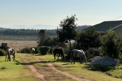 "Divocí koně" ve vesnici Kaapschehoop
