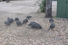 A živo je v i kempech