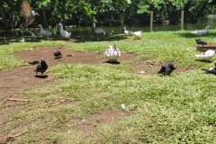 Botanická zahrada Mauritius - vodní ptactvo