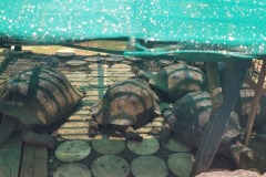 Botanická zahrada Mauritius -  obří želvy