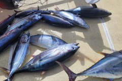 Úlovek - menší tuňáci žlutoploutví a tuňáci malí (tzv. skipjack tuna)