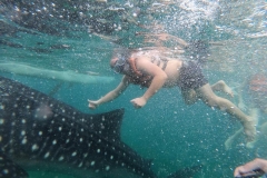 Plavání se Žraloky obrovskými - Oslob